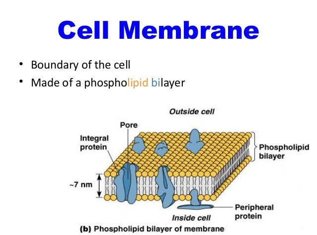 Cell Membrane Anatomy Anatomy Diagram Book