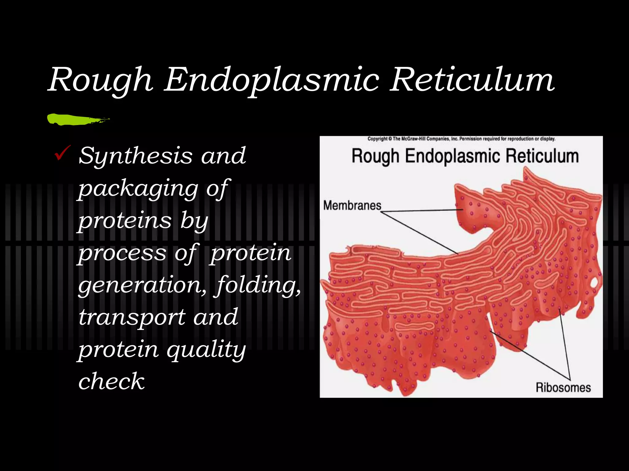 Endoplasmic Reticulum Quality Check Cell organelles | PPTX