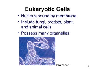 Eukaryotic Cells
• Nucleus bound by membrane
• Include fungi, protists, plant,
and animal cells
• Possess many organelles
Protozoan 12
 
