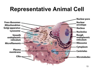 Representative Animal Cell
13
 