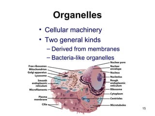 Organelles
• Cellular machinery
• Two general kinds
– Derived from membranes
– Bacteria-like organelles
15
 