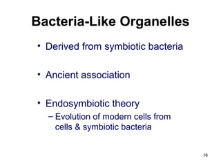 Bacteria-Like Organelles
• Derived from symbiotic bacteria
• Ancient association
• Endosymbiotic theory
– Evolution of modern cells from
cells & symbiotic bacteria
16
 
