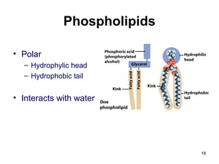 Phospholipids
• Polar
– Hydrophylic head
– Hydrophobic tail
• Interacts with water
18
 