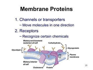 Membrane Proteins
1. Channels or transporters
– Move molecules in one direction
2. Receptors
– Recognize certain chemicals
21
 
