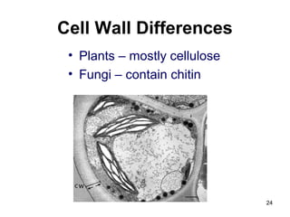 Cell Wall Differences
• Plants – mostly cellulose
• Fungi – contain chitin
24
 