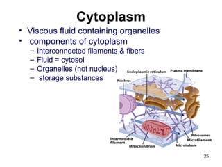 Cytoplasm
• Viscous fluid containing organelles
• components of cytoplasm
– Interconnected filaments & fibers
– Fluid = cytosol
– Organelles (not nucleus)
– storage substances
25
 
