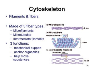Cytoskeleton
• Filaments & fibers
• Made of 3 fiber types
– Microfilaments
– Microtubules
– Intermediate filaments
• 3 functions:
– mechanical support
– anchor organelles
– help move
substances
26
 