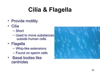 Cilia & Flagella
• Provide motility
• Cilia
– Short
– Used to move substances
outside human cells
• Flagella
– Whip-like extensions
– Found on sperm cells
• Basal bodies like
centrioles
28
 
