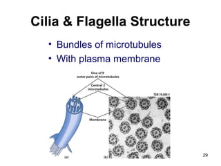 Cilia & Flagella Structure
• Bundles of microtubules
• With plasma membrane
29
 