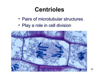 Centrioles
• Pairs of microtubular structures
• Play a role in cell division
30
 