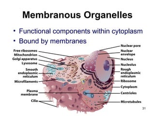 Membranous Organelles
• Functional components within cytoplasm
• Bound by membranes
31
 