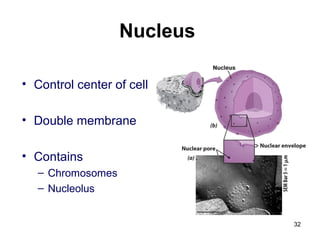 Nucleus
• Control center of cell
• Double membrane
• Contains
– Chromosomes
– Nucleolus
32
 