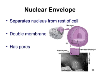 Nuclear Envelope
• Separates nucleus from rest of cell
• Double membrane
• Has pores
33
 