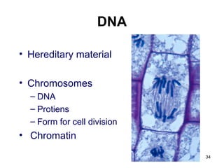 DNA
• Hereditary material
• Chromosomes
– DNA
– Protiens
– Form for cell division
• Chromatin
34
 