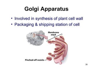 Golgi Apparatus
• Involved in synthesis of plant cell wall
• Packaging & shipping station of cell
39
 