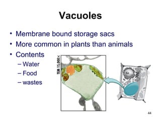 Vacuoles
• Membrane bound storage sacs
• More common in plants than animals
• Contents
– Water
– Food
– wastes
44
 
