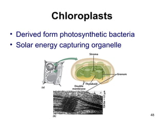 Chloroplasts
• Derived form photosynthetic bacteria
• Solar energy capturing organelle
48
 