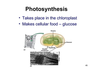 Photosynthesis
• Takes place in the chloroplast
• Makes cellular food – glucose
49
 