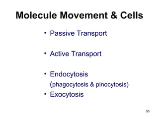 Molecule Movement & Cells
• Passive Transport
• Active Transport
• Endocytosis
(phagocytosis & pinocytosis)
• Exocytosis
53
 