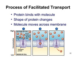 Process of Facilitated Transport
• Protein binds with molecule
• Shape of protein changes
• Molecule moves across membrane
61
 