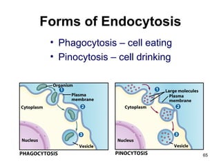 Forms of Endocytosis
• Phagocytosis – cell eating
• Pinocytosis – cell drinking
65
 