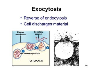 Exocytosis
• Reverse of endocytosis
• Cell discharges material
66
 