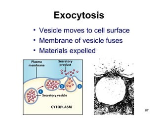 Exocytosis
• Vesicle moves to cell surface
• Membrane of vesicle fuses
• Materials expelled
67
 