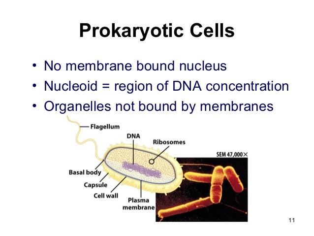 Cell Structures and functions