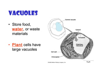 Vacuoles
• Store food,
water, or waste
materials
• Plant cells have
large vacuoles
 