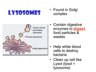 Lysosomes
• Found in Golgi
complex
• Contain digestive
enzymes to digest
food particles &
wastes
• Help white blood
cells to destroy
bacteria
• Clean up cell like
Lysol (lysol =
lysosome)
 