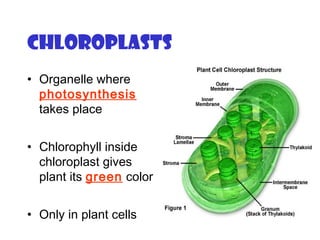 Chloroplasts
• Organelle where
photosynthesis
takes place
• Chlorophyll inside
chloroplast gives
plant its green color
• Only in plant cells
 