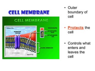 Cell Membrane
• Outer
boundary of
cell
• Protects the
cell
• Controls what
enters and
leaves the
cell
 