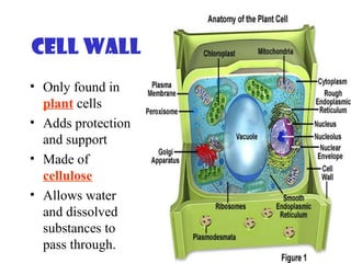 Cell Wall
• Only found in
plant cells
• Adds protection
and support
• Made of
cellulose
• Allows water
and dissolved
substances to
pass through.
 
