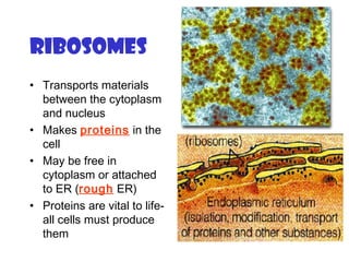 Ribosomes
• Transports materials
between the cytoplasm
and nucleus
• Makes proteins in the
cell
• May be free in
cytoplasm or attached
to ER (rough ER)
• Proteins are vital to life-
all cells must produce
them
 
