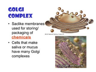 Golgi
Complex
• Saclike membranes
used for storing/
packaging of
chemicals
• Cells that make
saliva or mucus
have many Golgi
complexes
 