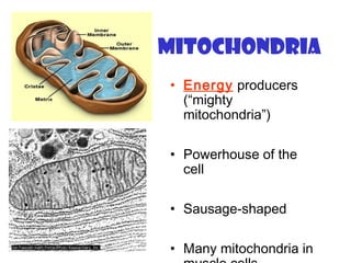 Mitochondria
• Energy producers
(“mighty
mitochondria”)
• Powerhouse of the
cell
• Sausage-shaped
• Many mitochondria in
 