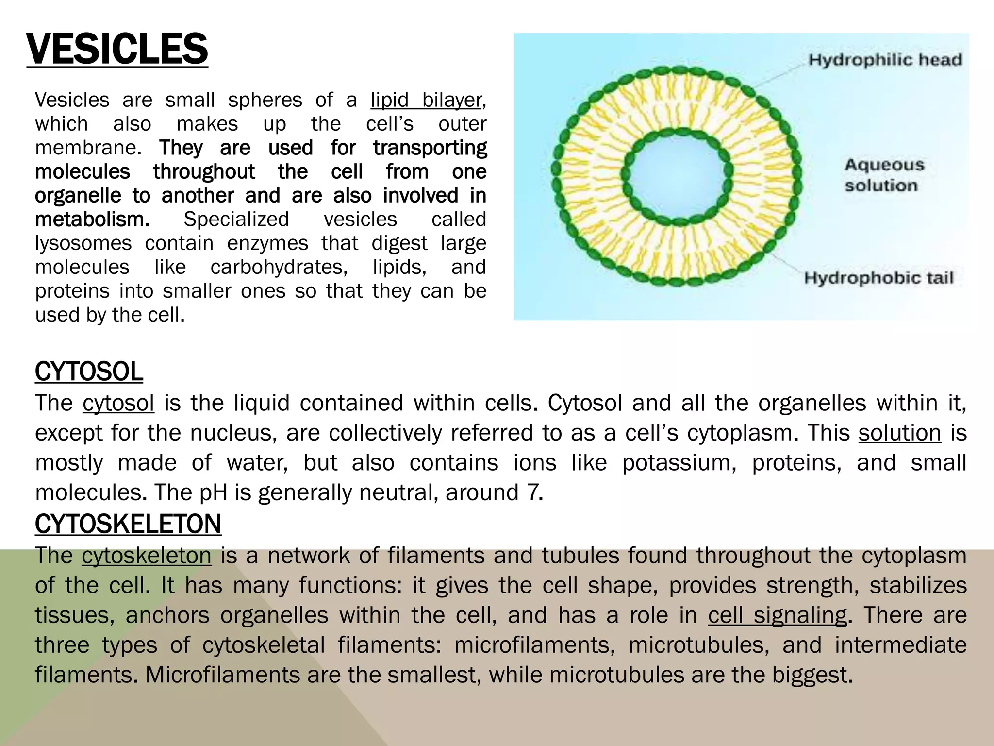 VESICLES
Vesicles are small spheres of a lipid bilayer,
which also makes up the cell’s outer
membrane. They are used for transporting
molecules throughout the cell from one
organelle to another and are also involved in
metabolism. Specialized vesicles called
lysosomes contain enzymes that digest large
molecules like carbohydrates, lipids, and
proteins into smaller ones so that they can be
used by the cell.
CYTOSOL
The cytosol is the liquid contained within cells. Cytosol and all the organelles within it,
except for the nucleus, are collectively referred to as a cell’s cytoplasm. This solution is
mostly made of water, but also contains ions like potassium, proteins, and small
molecules. The pH is generally neutral, around 7.
CYTOSKELETON
The cytoskeleton is a network of filaments and tubules found throughout the cytoplasm
of the cell. It has many functions: it gives the cell shape, provides strength, stabilizes
tissues, anchors organelles within the cell, and has a role in cell signaling. There are
three types of cytoskeletal filaments: microfilaments, microtubules, and intermediate
filaments. Microfilaments are the smallest, while microtubules are the biggest.
 
