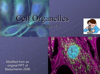 Cell Organelles
Chapter 7, page 174
Modified from an
original PPT of
Beauchemin 2006
 
