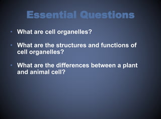 Cell Organelles.pptx