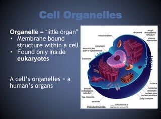 Cell Organelles.pptx