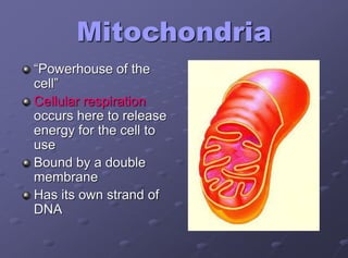 Mitochondria
“Powerhouse of the
cell”
Cellular respiration
occurs here to release
energy for the cell to
use
Bound by a double
membrane
Has its own strand of
DNA
 
