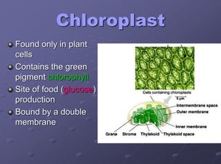 Chloroplast
Found only in plant
cells
Contains the green
pigment chlorophyll
Site of food (glucose)
production
Bound by a double
membrane
 