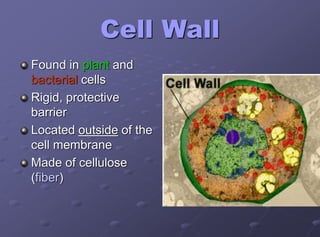 Cell Wall
Found in plant and
bacterial cells
Rigid, protective
barrier
Located outside of the
cell membrane
Made of cellulose
(fiber)
 