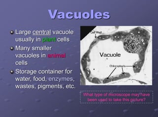 Vacuoles
Large central vacuole
usually in plant cells
Many smaller
vacuoles in animal
cells
Storage container for
water, food, enzymes,
wastes, pigments, etc.
What type of microscope may have
been used to take this picture?
 