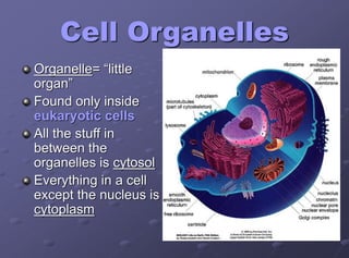 Cell Organelles
Organelle= “little
organ”
Found only inside
eukaryotic cells
All the stuff in
between the
organelles is cytosol
Everything in a cell
except the nucleus is
cytoplasm
 