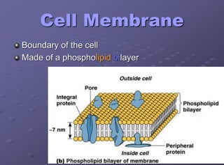 Cell Membrane
Boundary of the cell
Made of a phospholipid bilayer
 