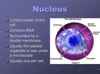 Nucleus
Control center of the
cell
Contains DNA
Surrounded by a
double membrane
Usually the easiest
organelle to see under
a microscope
Usually one per cell
 