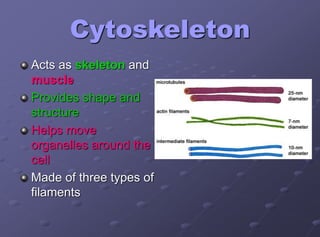 Cytoskeleton
Acts as skeleton and
muscle
Provides shape and
structure
Helps move
organelles around the
cell
Made of three types of
filaments
 