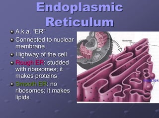 Endoplasmic
Reticulum
A.k.a. “ER”
Connected to nuclear
membrane
Highway of the cell
Rough ER: studded
with ribosomes; it
makes proteins
Smooth ER: no
ribosomes; it makes
lipids
 