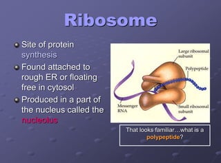 Ribosome
Site of protein
synthesis
Found attached to
rough ER or floating
free in cytosol
Produced in a part of
the nucleus called the
nucleolus
That looks familiar…what is a
polypeptide?
 